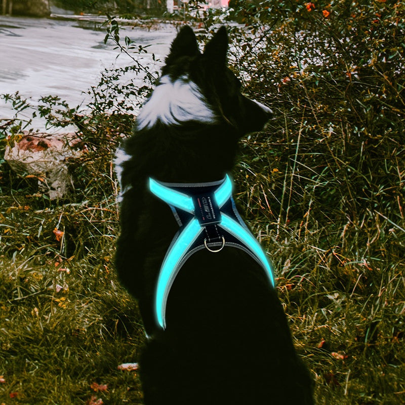 Explosion proof LED chest braces and collars for medium to large dogs