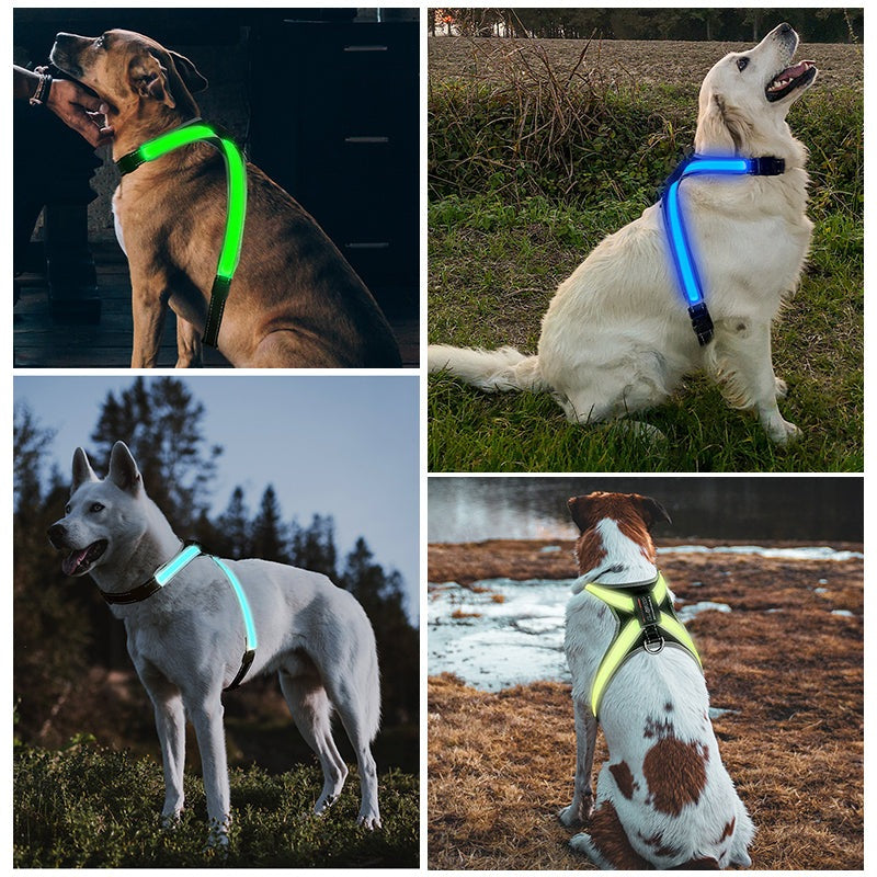explosion proof pet LED chest brace and collar set for large dogs