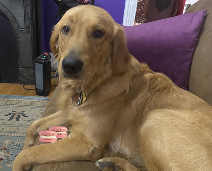 Golden retriever lying on couch with pink Macarons Organic Dog Treats 