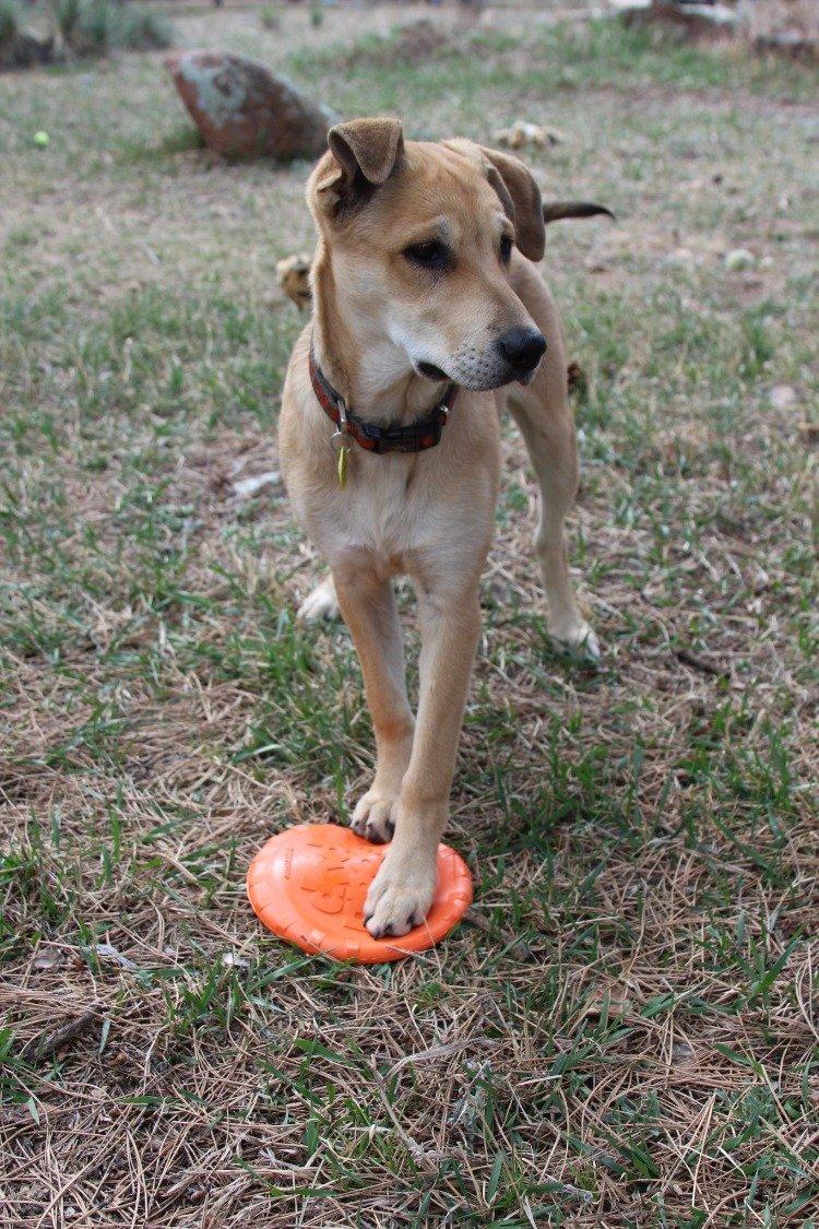 Dog playing with an orange Bottle Top Flyer durable rubber retrieving frisbee outdoors on grass