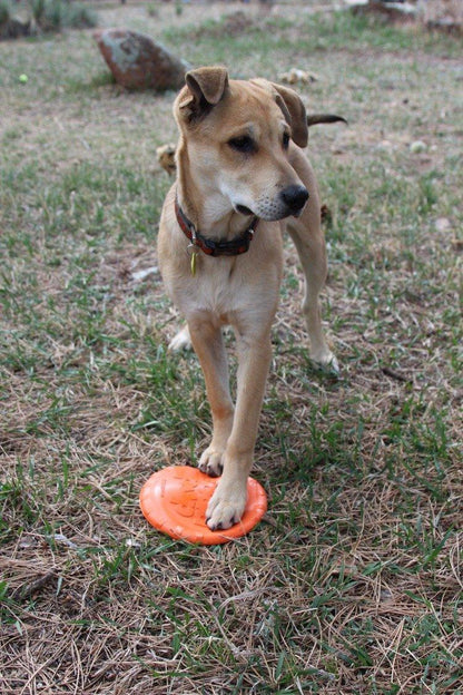 Dog playing with an orange Bottle Top Flyer durable rubber retrieving frisbee outdoors on grass