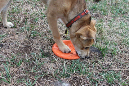 Dog playing with orange Bottle Top Flyer durable rubber retrieving frisbee on grass