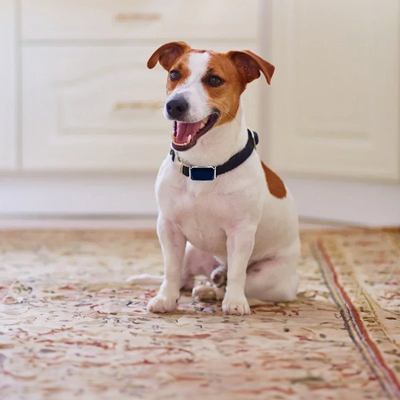 G12 Smart GPS pet tracker on adjustable collar for dogs and cats