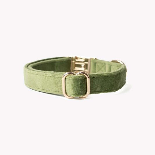 green velvet dog collar with gold details