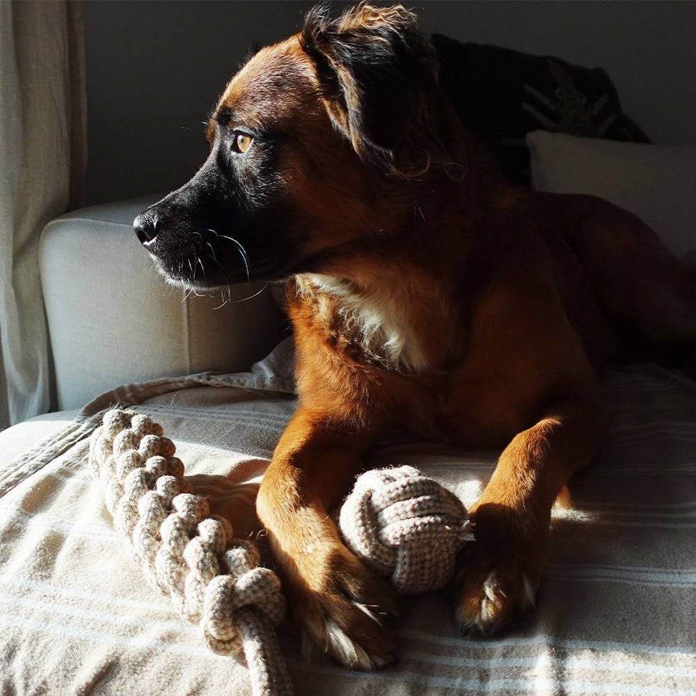 Dog playing with indestructible hemp rope ball toy and braided rope toy on bed