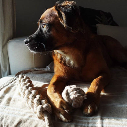 Dog playing with indestructible hemp rope ball toy and braided rope toy on bed