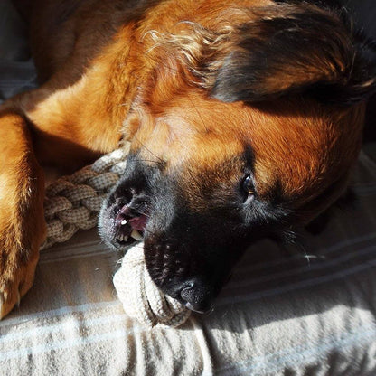 Dog chewing indestructible hemp rope ball toy on a blanket
