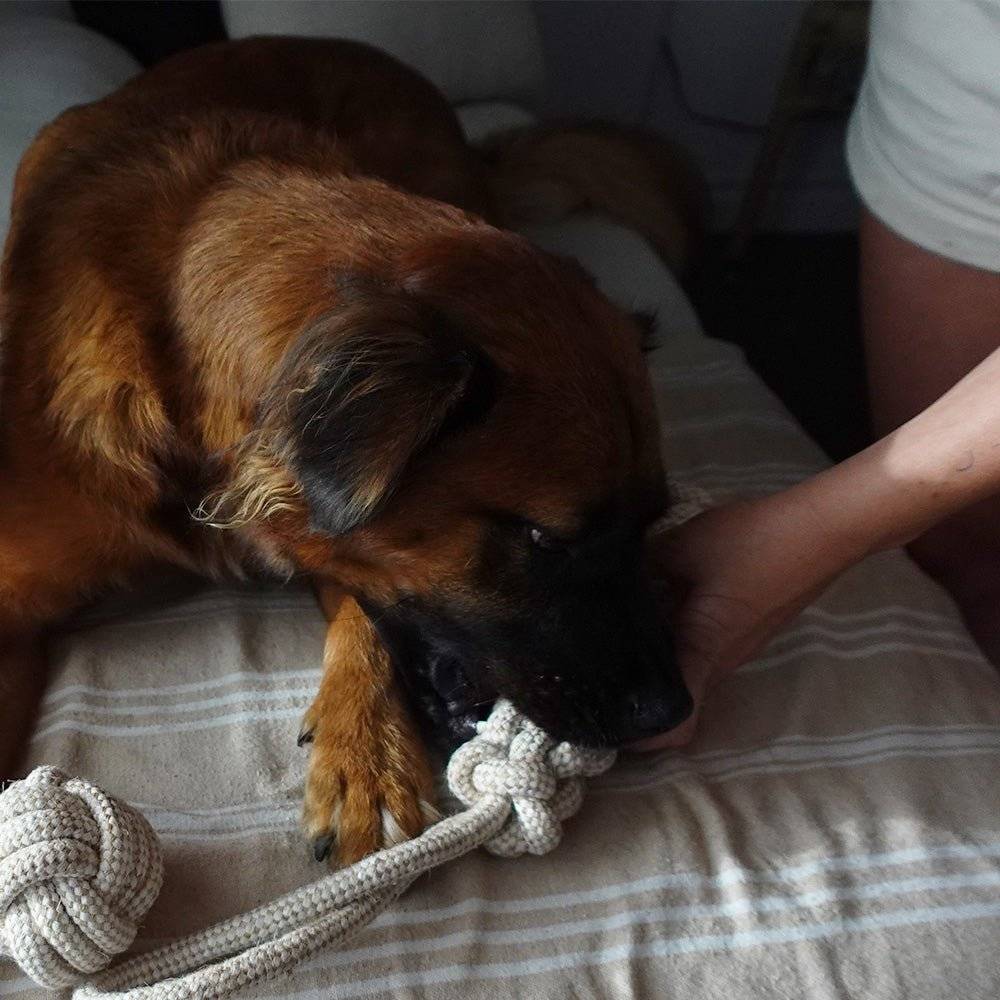 Dog chewing on an indestructible hemp rope tug toy being held by a person