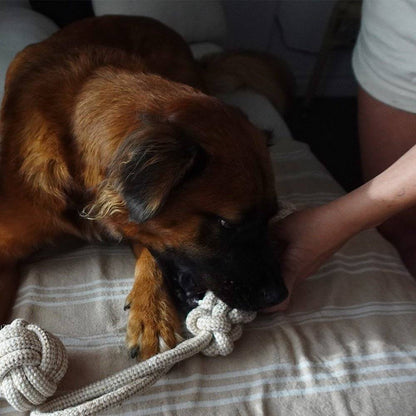 Dog chewing on an indestructible hemp rope tug toy being held by a person