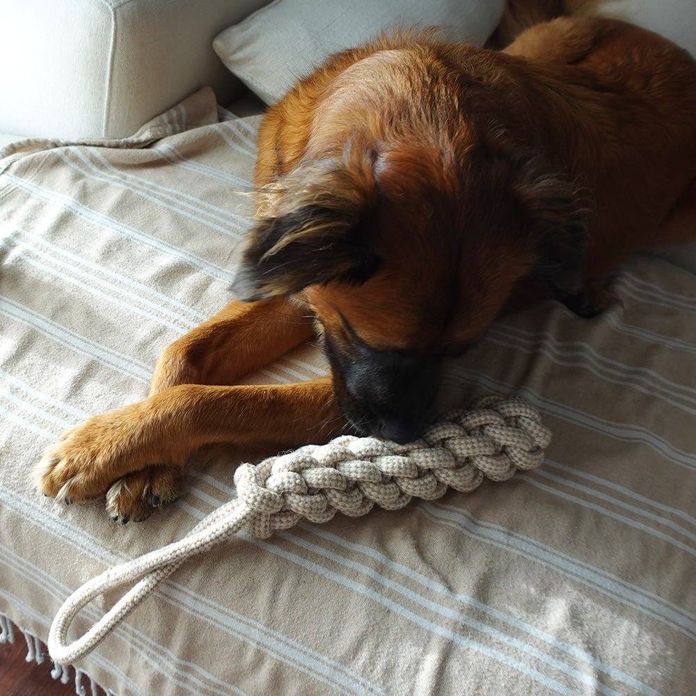 Dog playing with indestructible hemp rope tug toy on couch