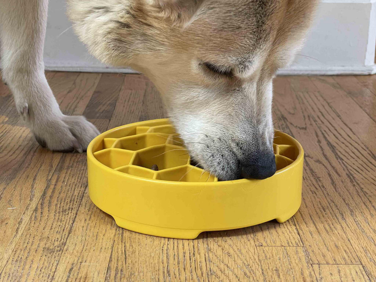 Honeycomb eBowl slow feeder dog bowl for mental enrichment and slow eating
