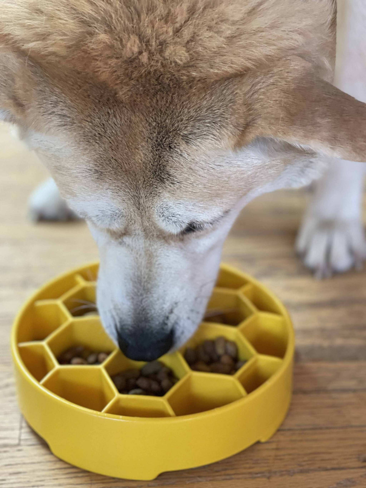 Honeycomb eBowl deep slow feeder dog bowl for mental enrichment