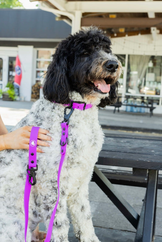 The Modern Dog Company - Electric Fuchsia Collar (Weather + Odor Resistant)