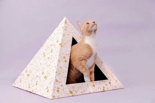 Terrazzo cardboard cat pyramid with orange and white cat inside on purple background