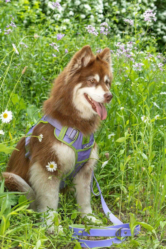 Lavender Garden Ultimate Dog Harness with reflective straps and metal clips