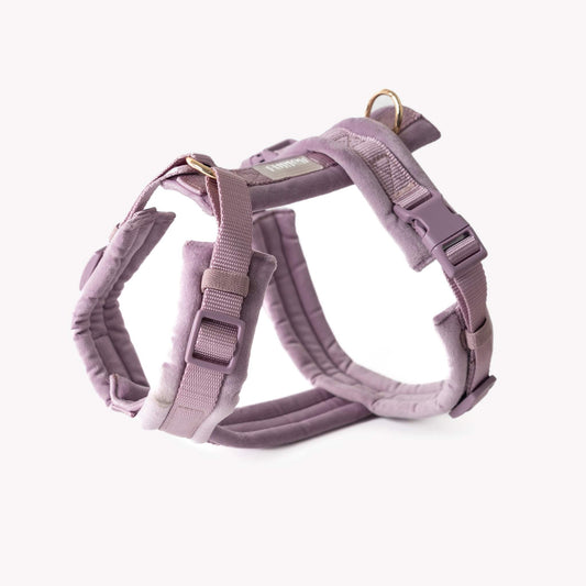 Lilac velvet dog harness with gold hardware and padded lining