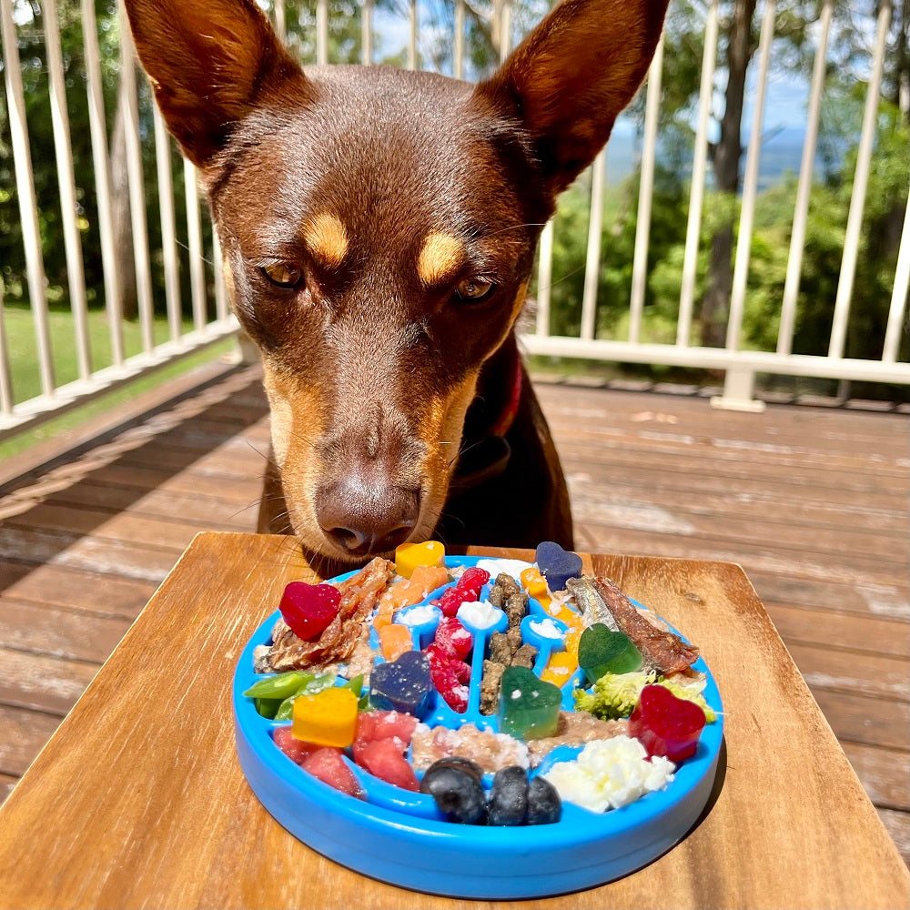 Dog sniffing blue Air Nylon eCoin lick mat filled with colorful treats outdoors on wooden surface