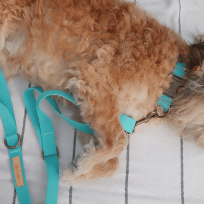 Malibu Sunset Sustainable Hemp Cotton Adjustable Dog Collar 