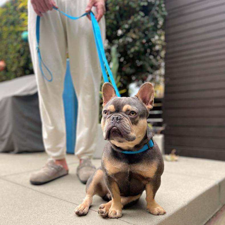 Malibu Sunset adjustable dog leash made of sustainable hemp cotton with antique brass hardware