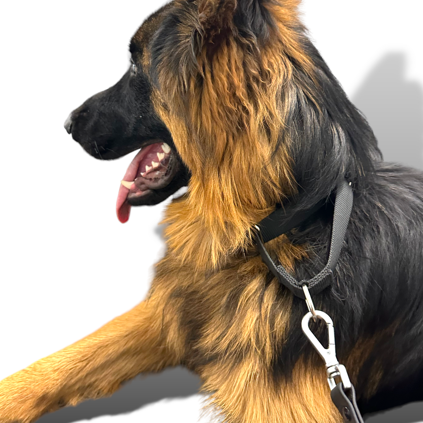 Durable nylon martingale dog collar with adjustable buckle and d-rings