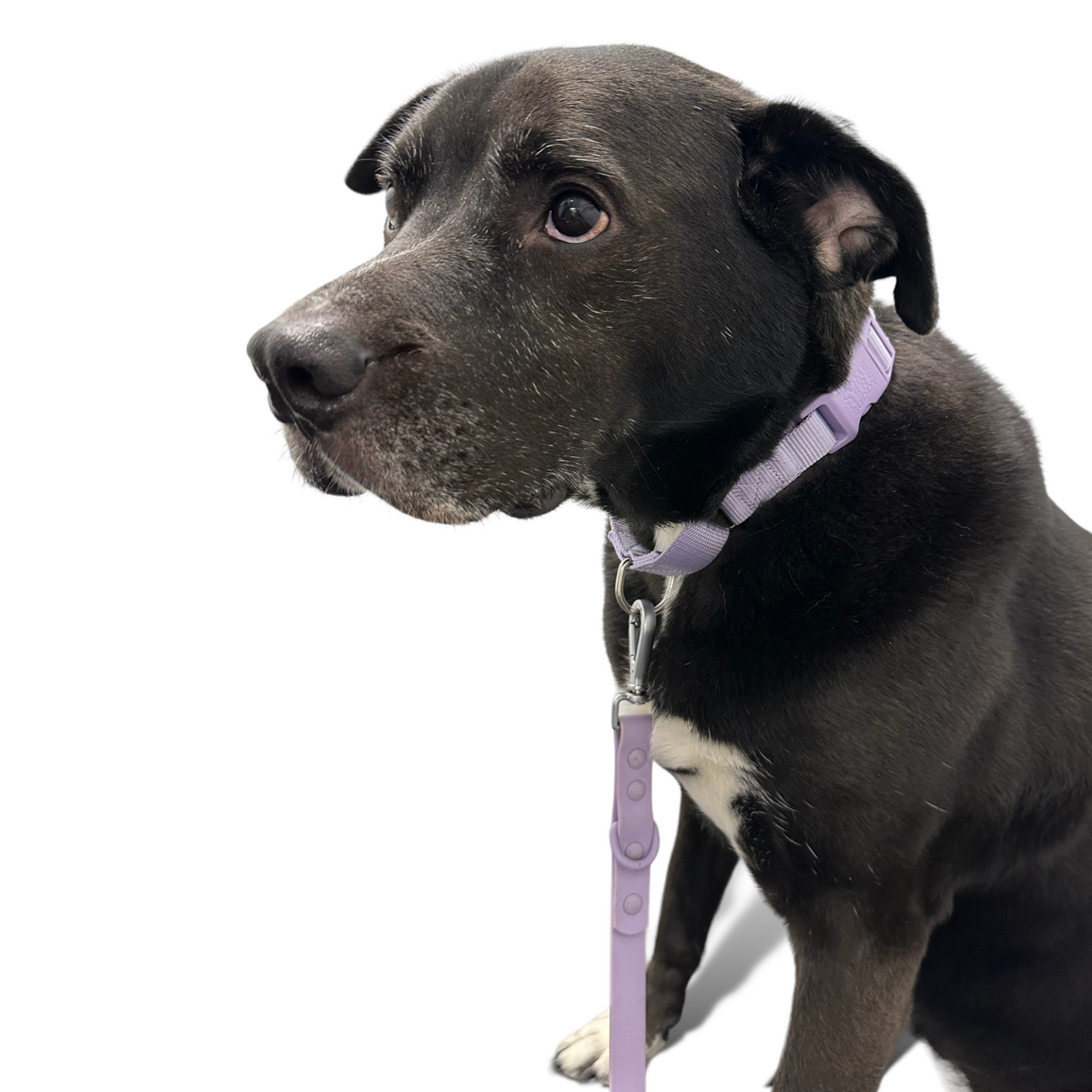 Durable nylon martingale dog collar with fast-release buckle and d-rings