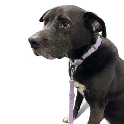 Durable nylon martingale dog collar with fast-release buckle and d-rings