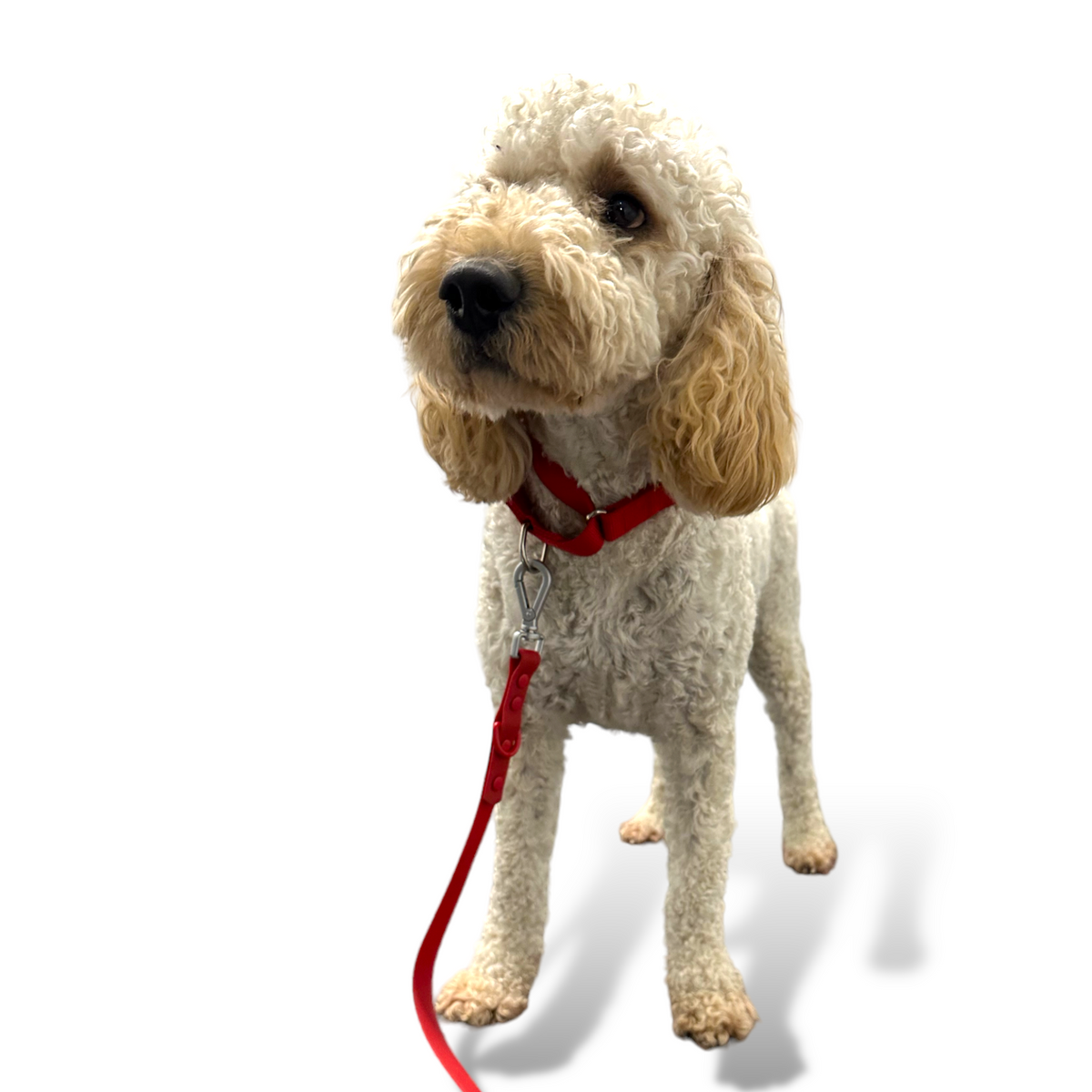 Martingale Dog Collar – Gentle, Safe and Stylish Dog Training Collar