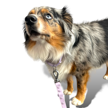 Durable nylon martingale dog collar with fast-release buckle