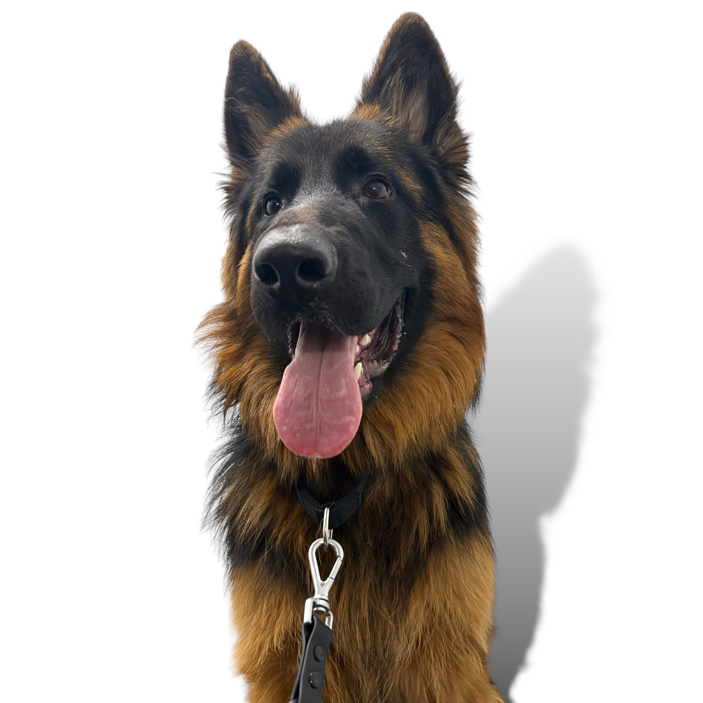 Durable black nylon martingale dog collar with metal buckle and D-rings