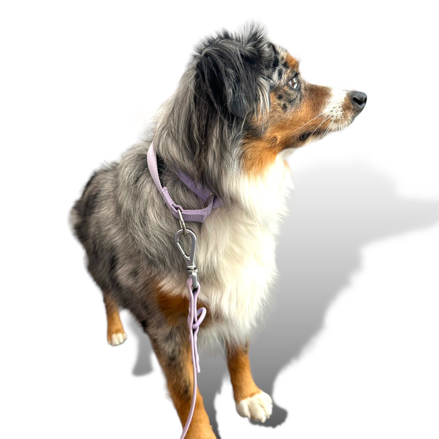 Durable nylon martingale dog collar with quick-release buckle