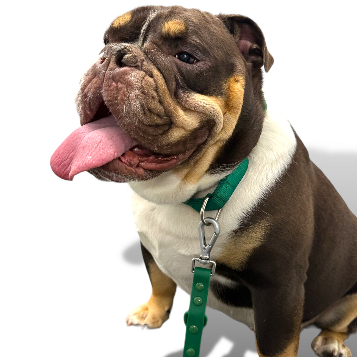 Durable nylon martingale dog collar with quick-release buckle