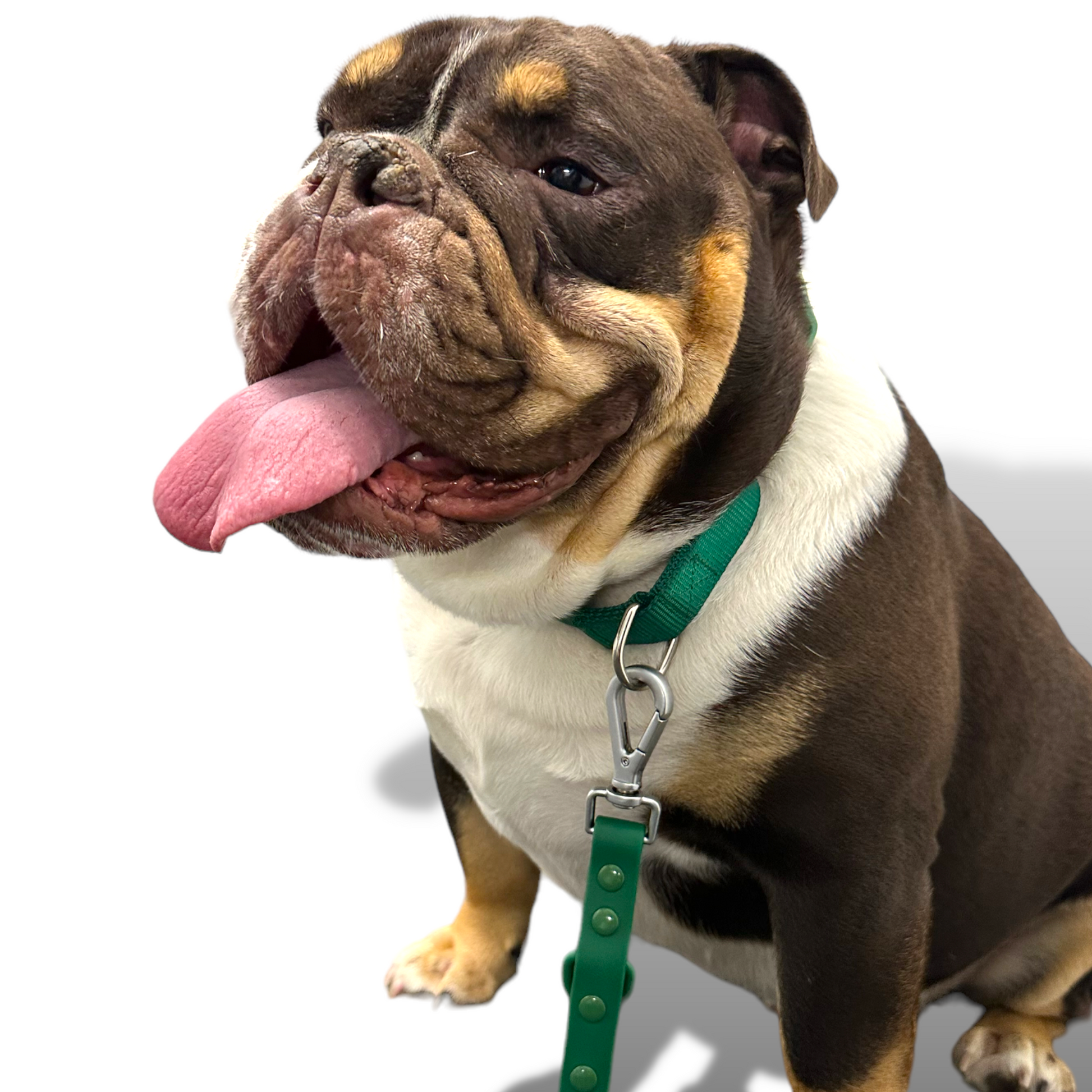 Durable nylon martingale dog collar with quick-release buckle