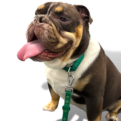 Durable nylon martingale dog collar with quick-release buckle