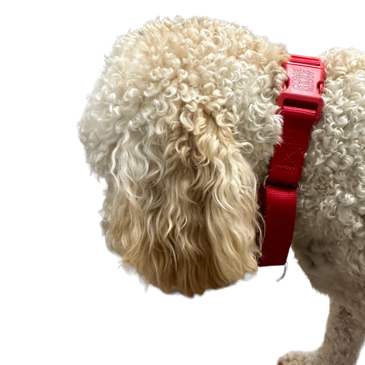 Durable martingale dog collar with nylon strap and metal D-rings
