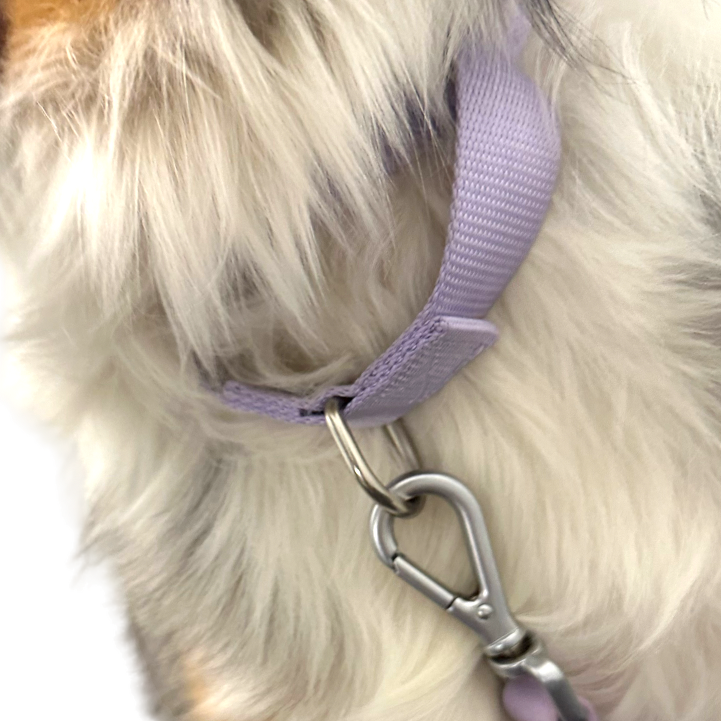 Durable martingale dog collar with nylon webbing and fast-release buckle
