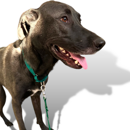 Durable martingale dog collar with nylon webbing and secure d-rings