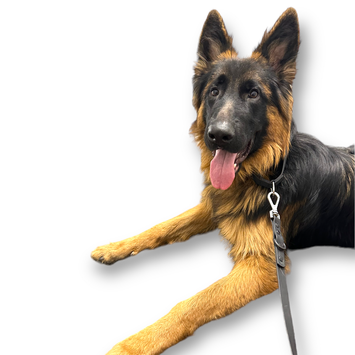 Durable washable nylon martingale dog collar with fast-release buckle