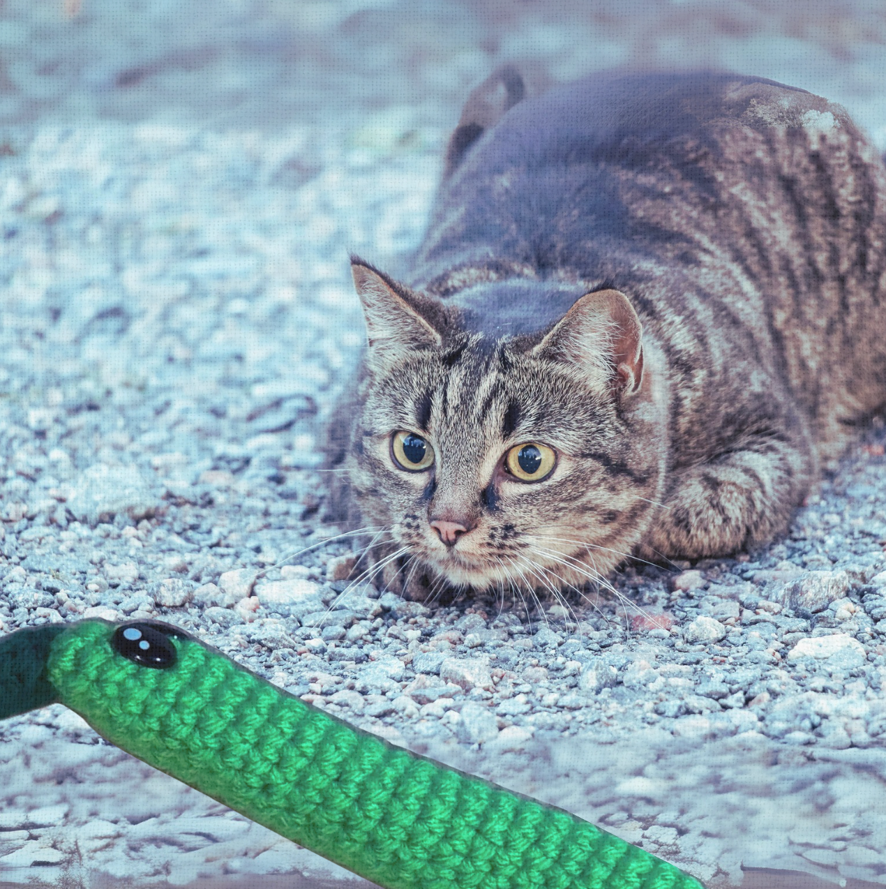 Tabby cat stalking green lightweight cat toy Leaf Stick with crinkles on gravel surface