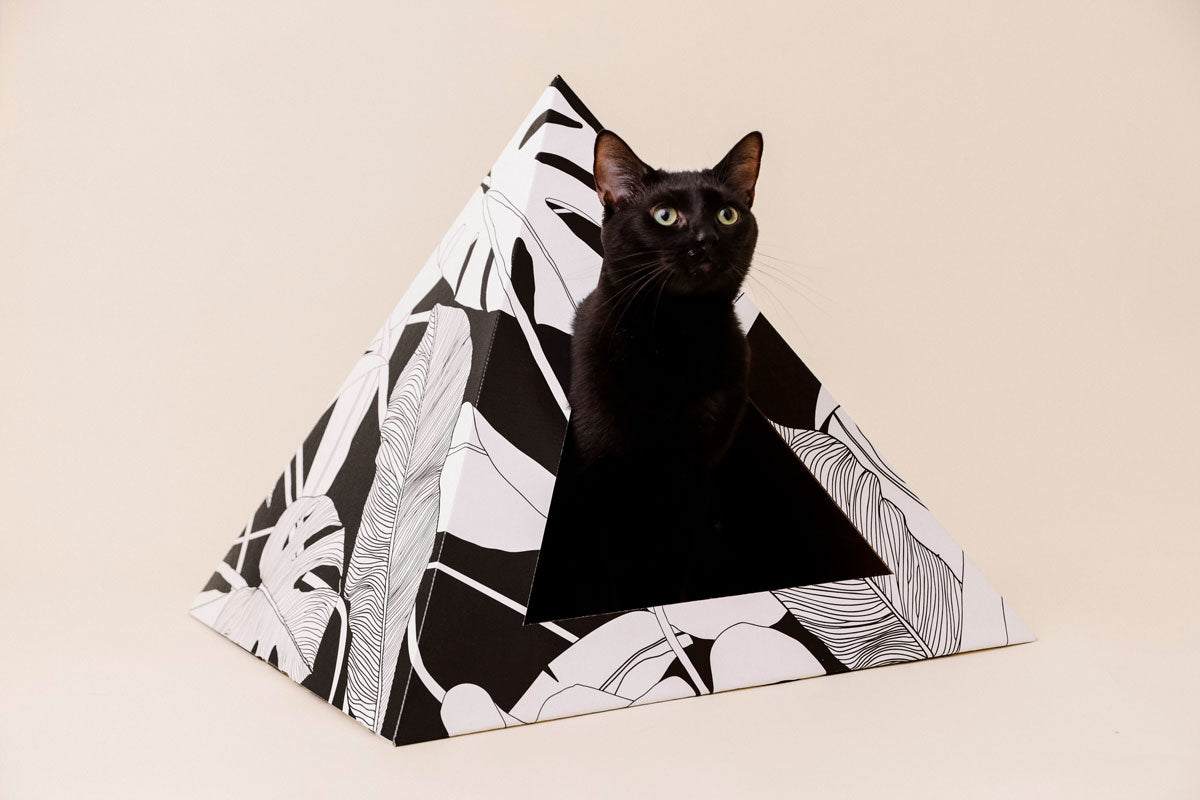 Black cat inside Dark Paradise Cardboard cat pyramid with black and white leaf design