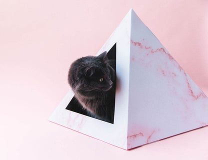 Cat sitting inside a rose quartz patterned cardboard cat pyramid on a pink background