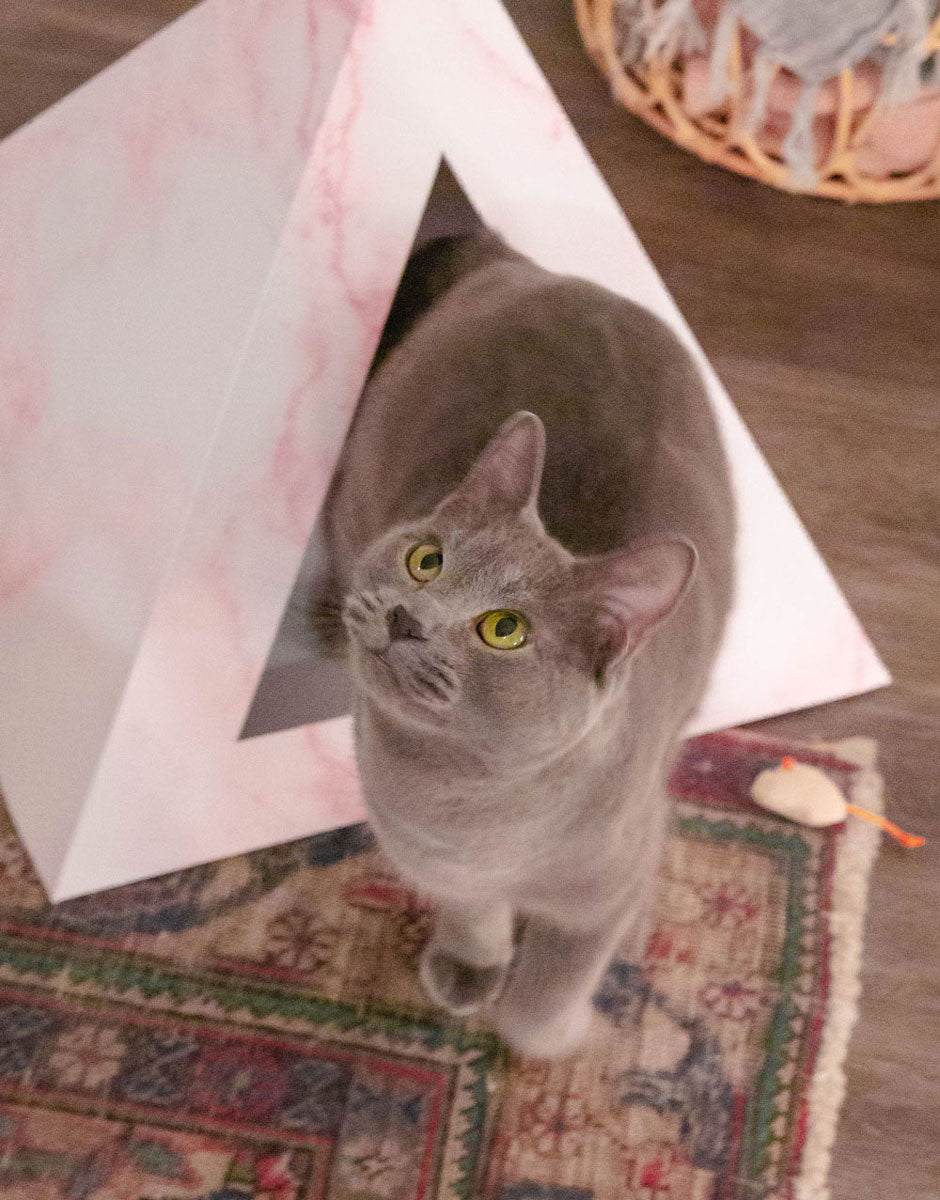 Gray cat inside rose quartz pattern cardboard cat pyramid on a rug