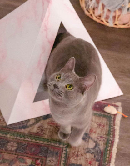 Gray cat inside rose quartz pattern cardboard cat pyramid on a rug
