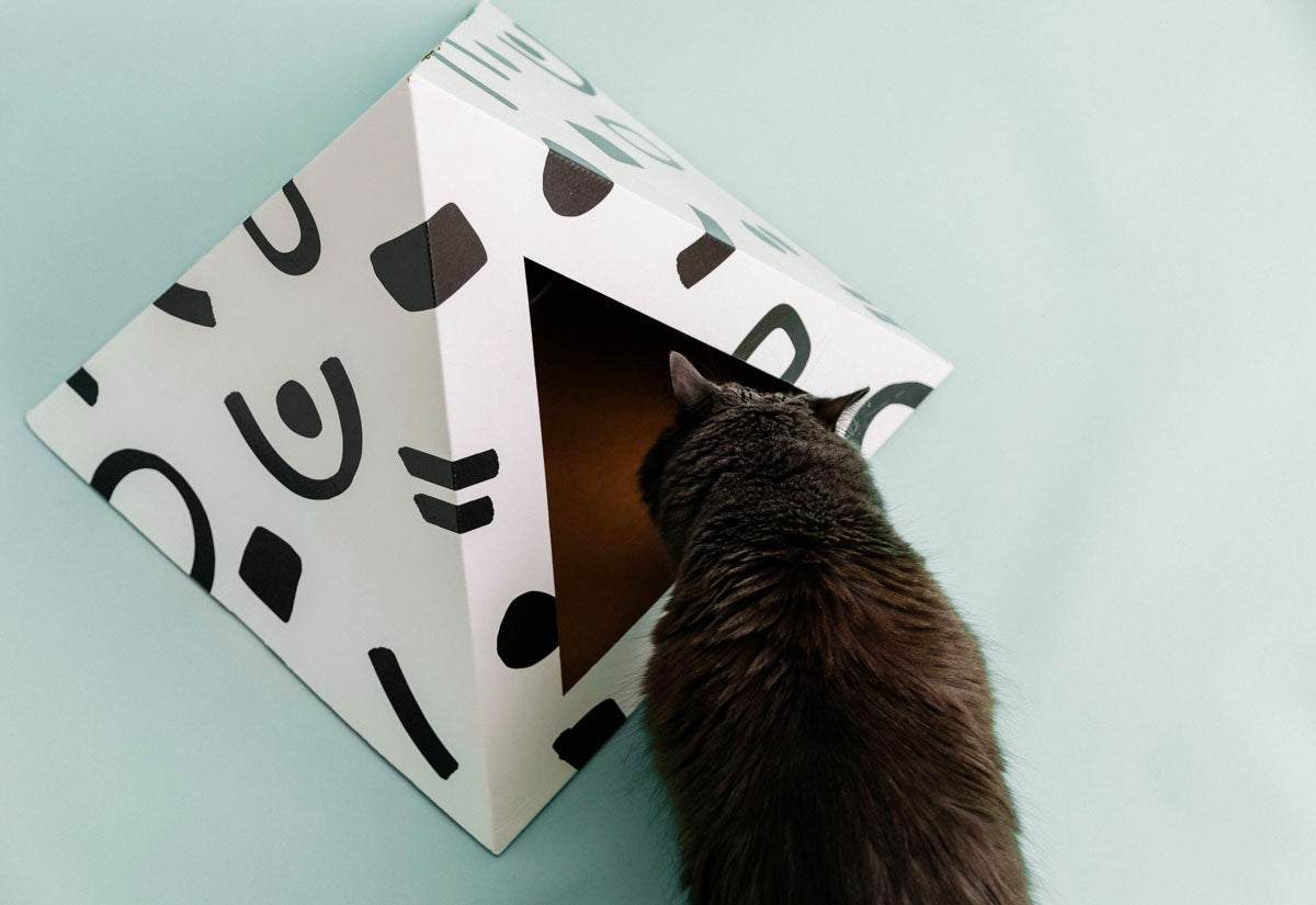 Gray cat entering white cardboard cat pyramid with black abstract shapes on light blue background