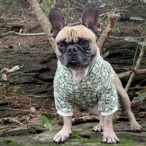 small dog wearing money print hoodie