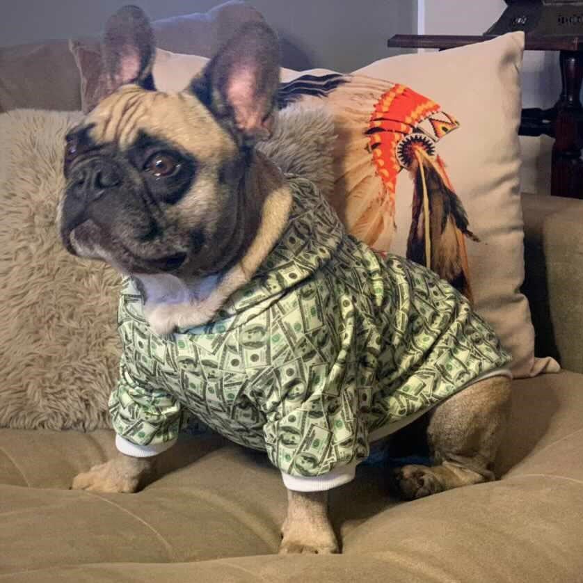 small dog wearing money print hoodie