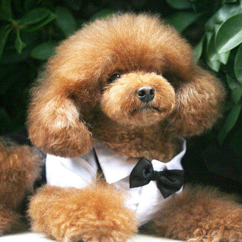Small fluffy reddish-brown dog wearing a white Pet Suit with Bow Tie featuring a black bow tie collar outdoors
