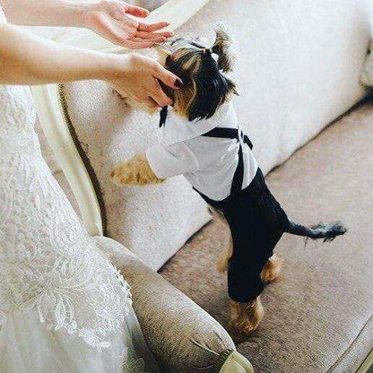 Small dog wearing a black and white Pet Suit with Bow Tie featuring a tuxedo style and suspenders, standing on a sofa