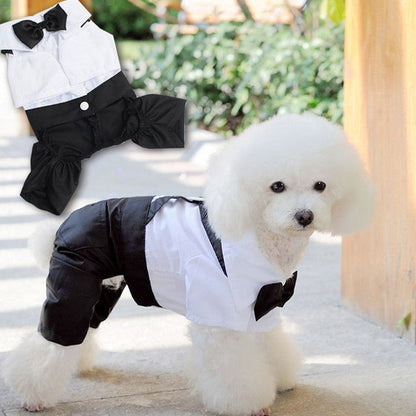 Small white dog wearing a black and white pet suit with bow tie, elegant tuxedo style for special occasions