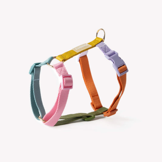 Adjustable rainbow dog harness with gold hardware