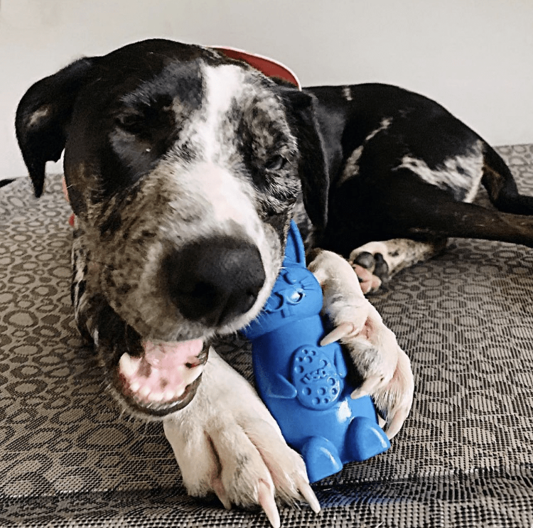 Dog chewing on a blue durable Bunny Nylon Chew Toy designed for aggressive chewers.